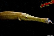 Aulostomus-chinensis Poisson trompette-Mahe Barges jumelles-10m-20190608-Denis-ADER-DSC_7859_tn